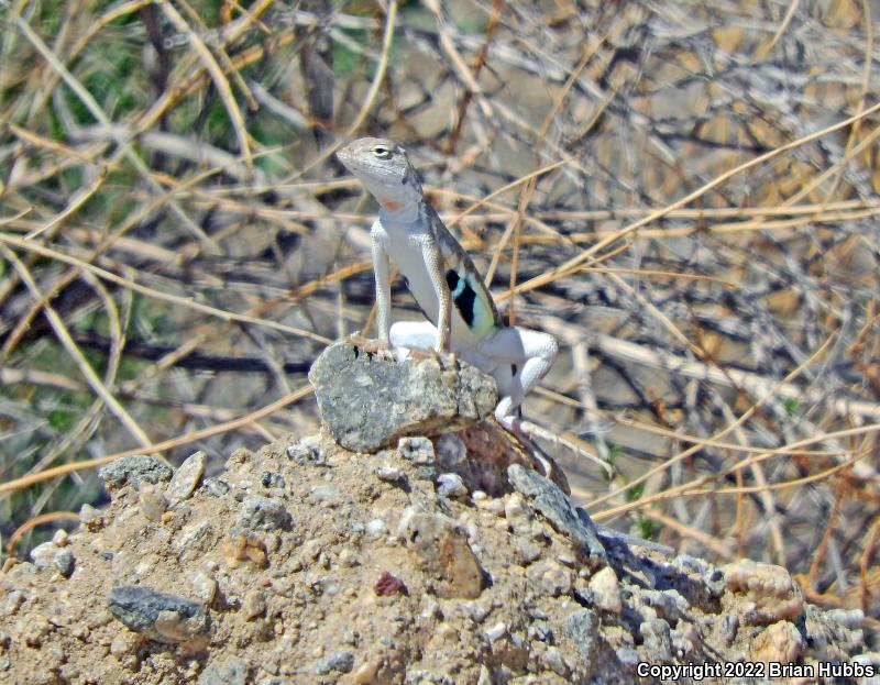 Western Zebra-tailed Lizard (Callisaurus draconoides rhodostictus)