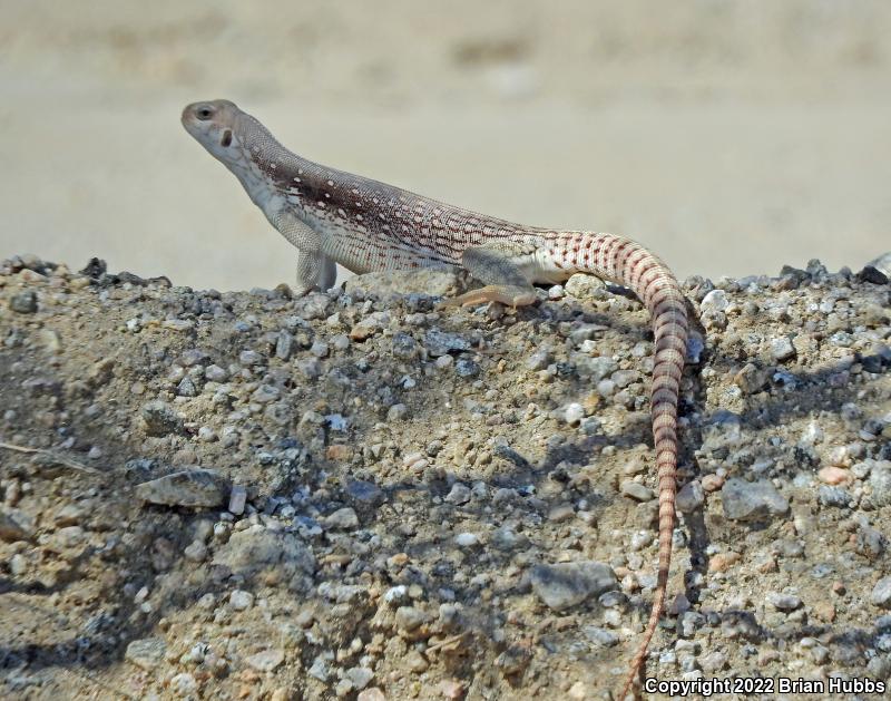 Northern Desert Iguana (Dipsosaurus dorsalis dorsalis)