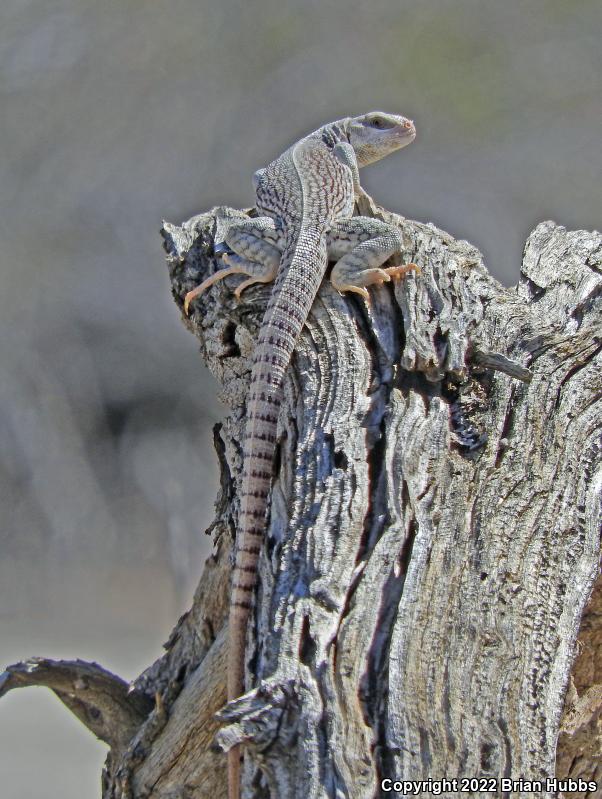 Northern Desert Iguana (Dipsosaurus dorsalis dorsalis)