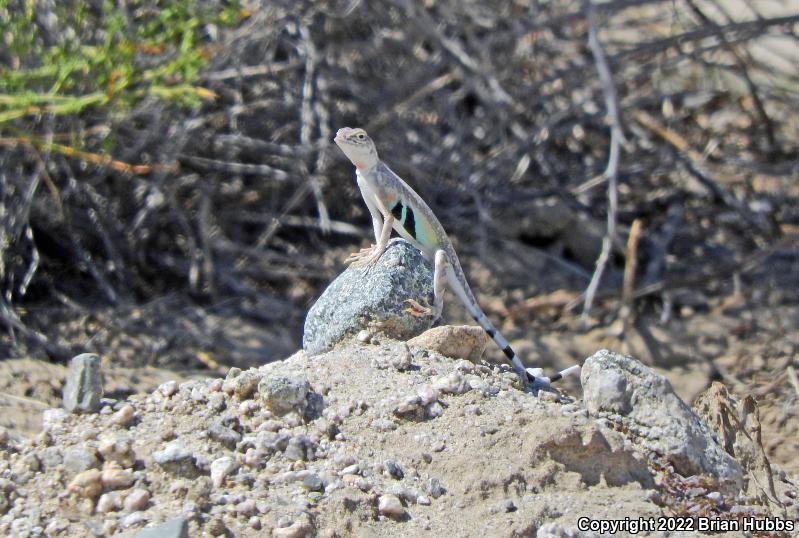 Western Zebra-tailed Lizard (Callisaurus draconoides rhodostictus)