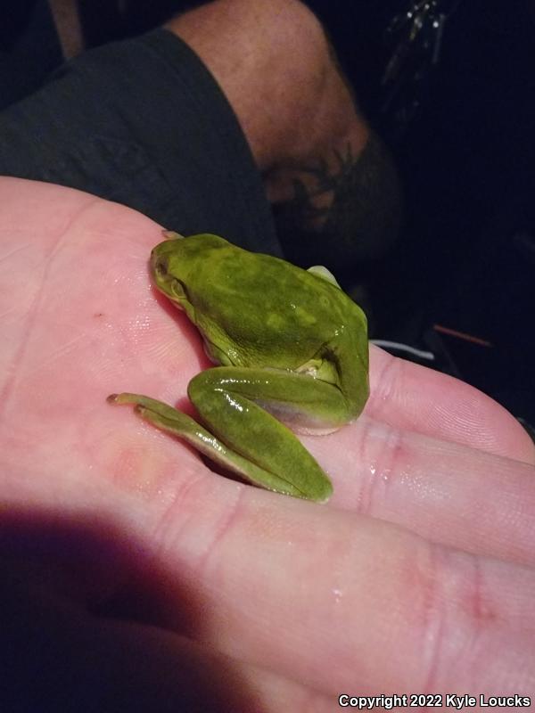 Green Treefrog (Hyla cinerea)