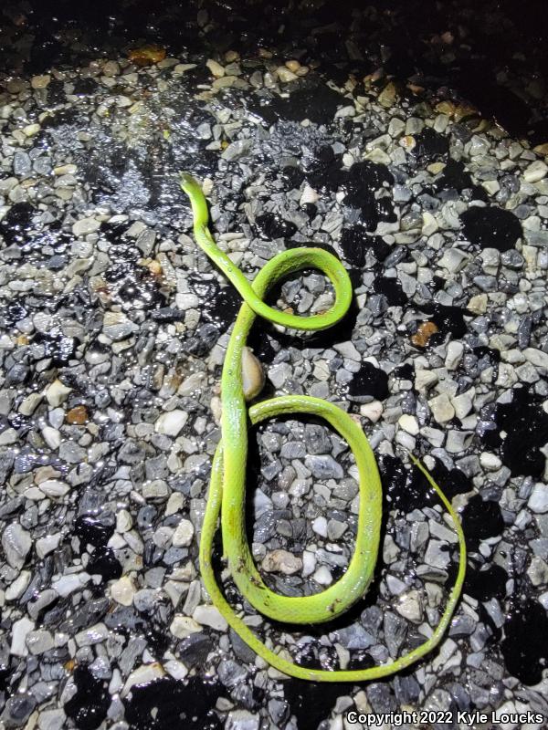 Northern Rough Greensnake (Opheodrys aestivus aestivus)