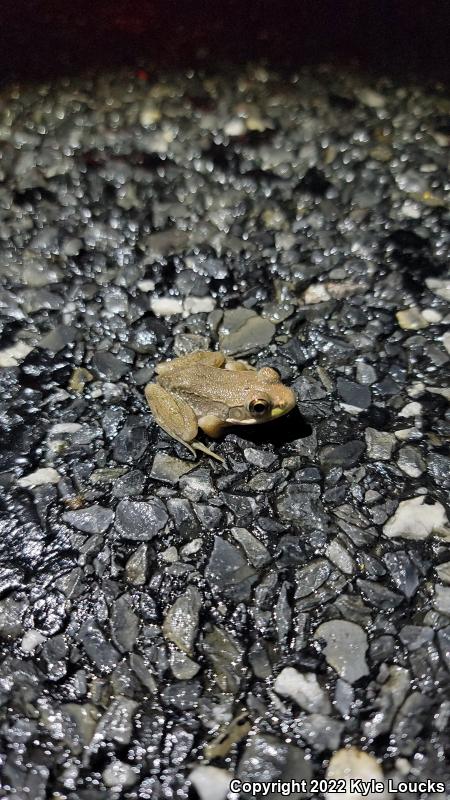 Northern Green Frog (Lithobates clamitans melanota)