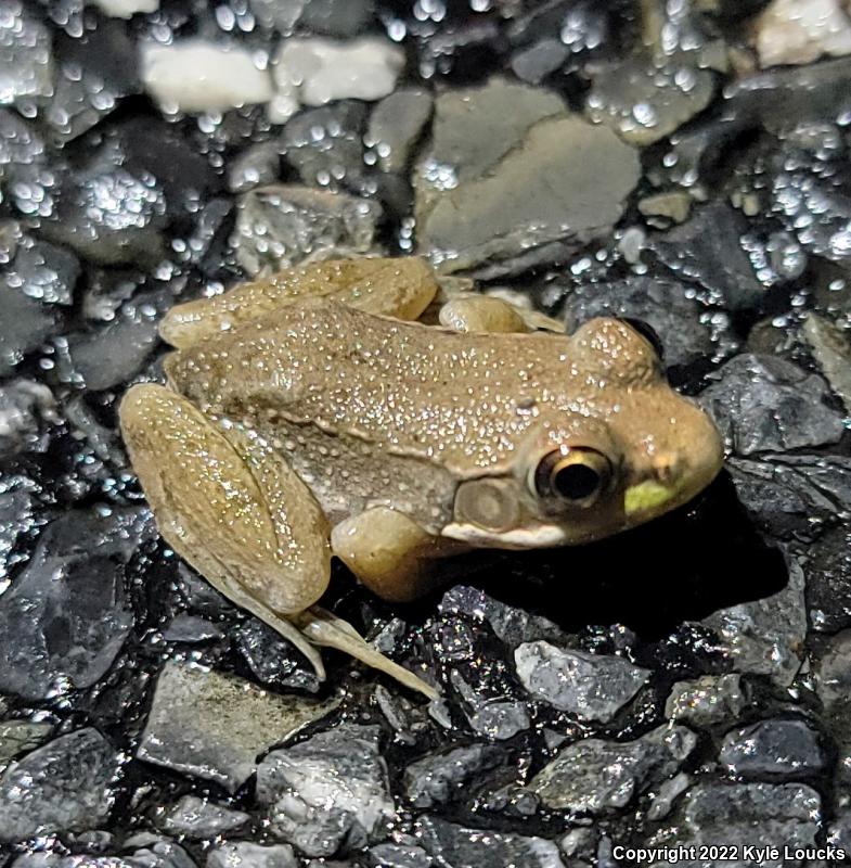 Northern Green Frog (Lithobates clamitans melanota)