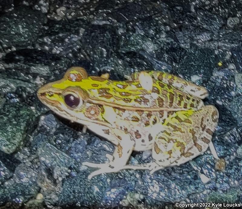 Southern Leopard Frog (Lithobates sphenocephalus utricularius)