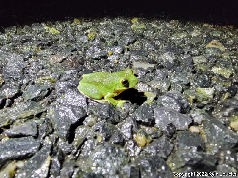 Barking Treefrog (Hyla gratiosa)