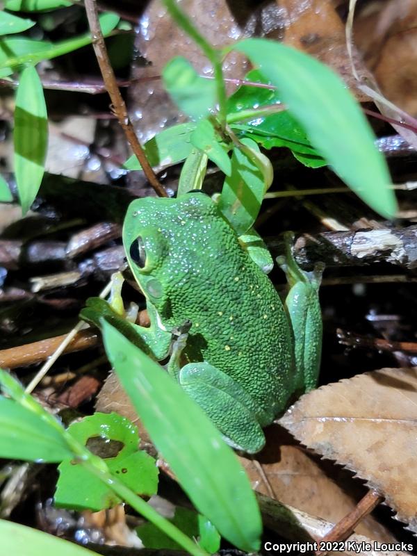 Barking Treefrog (Hyla gratiosa)