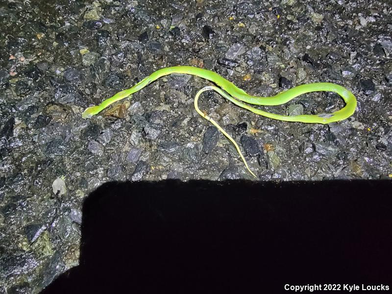 Northern Rough Greensnake (Opheodrys aestivus aestivus)