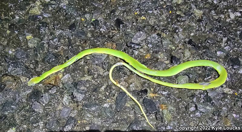 Northern Rough Greensnake (Opheodrys aestivus aestivus)