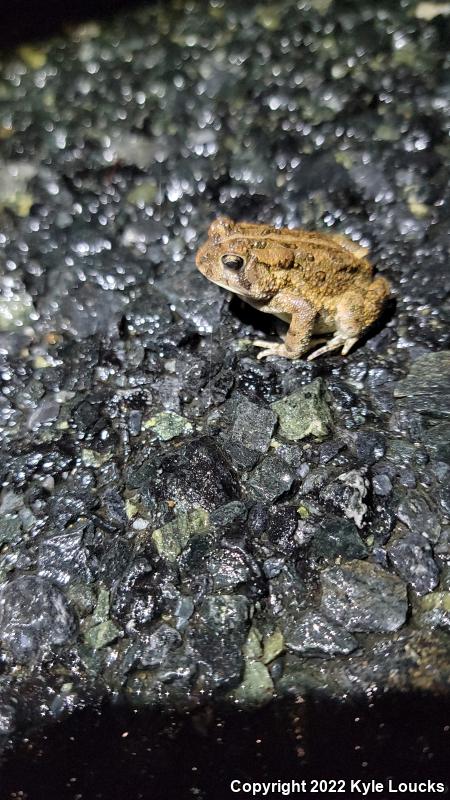 Fowler's Toad (Anaxyrus fowleri)