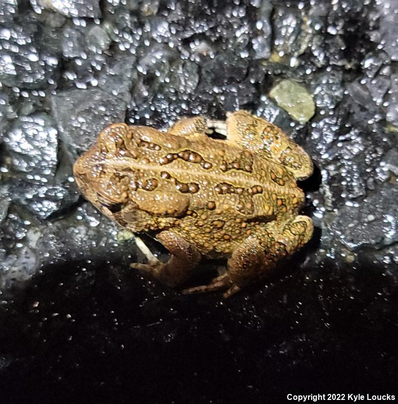 Fowler's Toad (Anaxyrus fowleri)