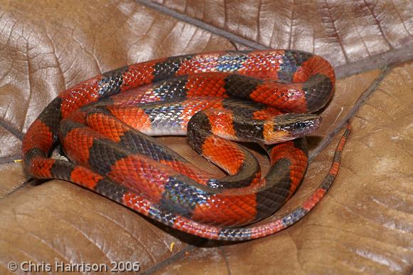 Calico False Coralsnake (Oxyrhopus petola)