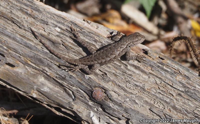 Coast Range Fence Lizard (Sceloporus occidentalis bocourtii)