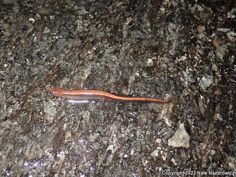 Eastern Red-backed Salamander (Plethodon cinereus)