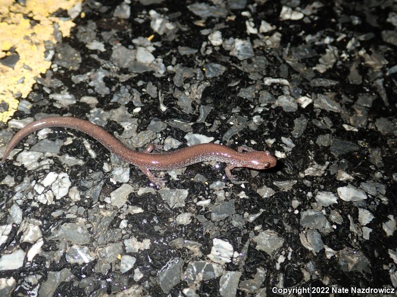 Eastern Red-backed Salamander (Plethodon cinereus)