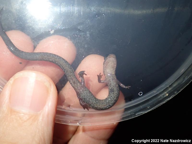 Eastern Red-backed Salamander (Plethodon cinereus)