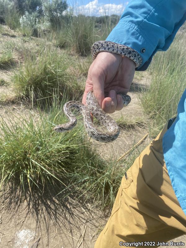 Bullsnake (Pituophis catenifer sayi)