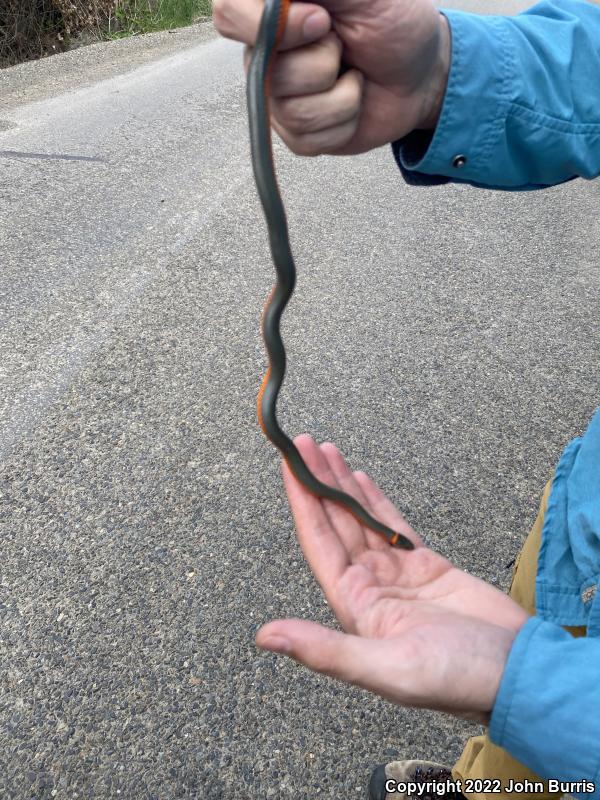 Northwestern Ring-necked Snake (Diadophis punctatus occidentalis)