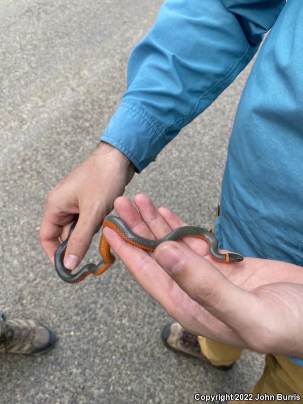 Northwestern Ring-necked Snake (Diadophis punctatus occidentalis)