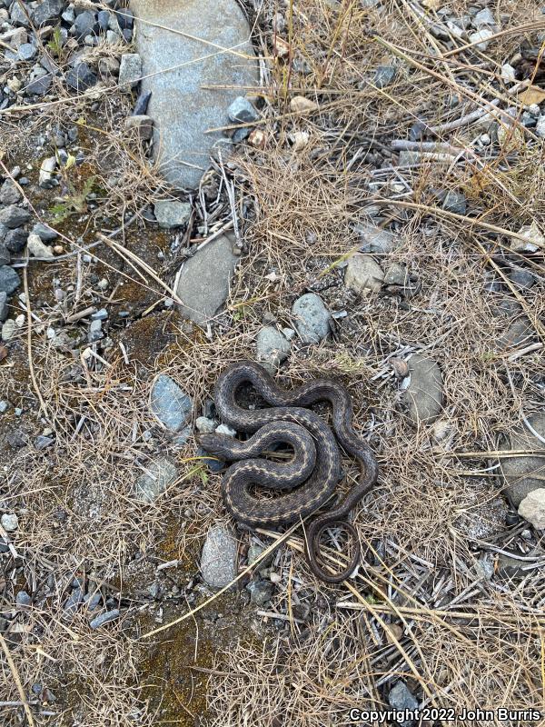 Northwestern Gartersnake (Thamnophis ordinoides)