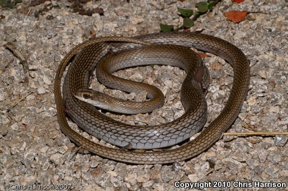 Cope's Lizard Eater (Mastigodryas melanolomus melanolomus)