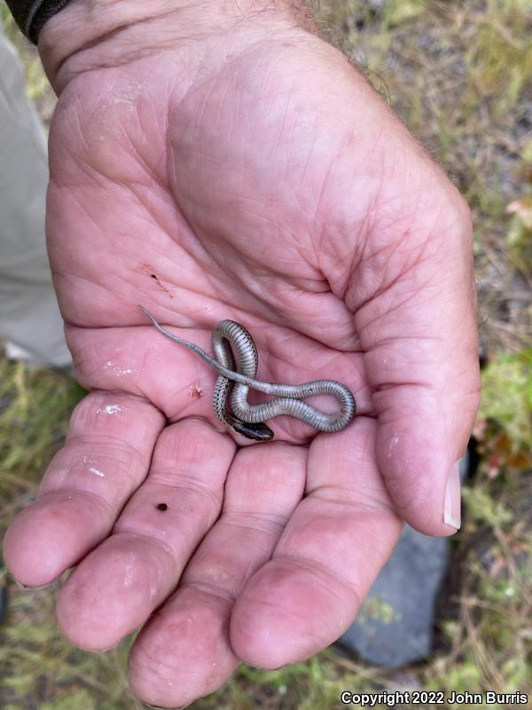 Northwestern Gartersnake (Thamnophis ordinoides)