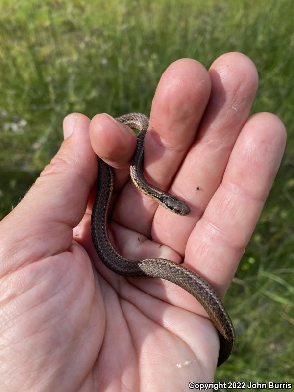 Northwestern Gartersnake (Thamnophis ordinoides)