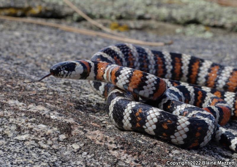 Baja California Mountain Kingsnake (Lampropeltis zonata agalma)