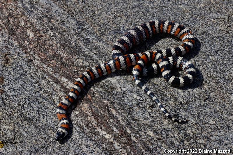 Baja California Mountain Kingsnake (Lampropeltis zonata agalma)