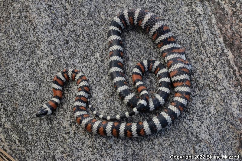 Baja California Mountain Kingsnake (Lampropeltis zonata agalma)