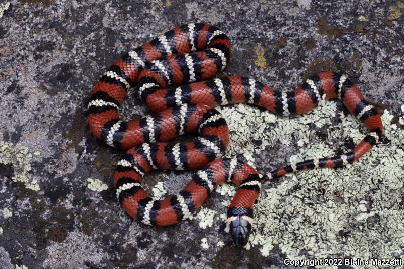 San Diego Mountain Kingsnake (Lampropeltis zonata pulchra)