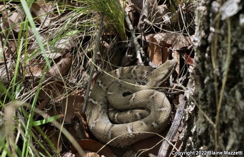 Arizona Ridge-nosed Rattlesnake (Crotalus willardi willardi)