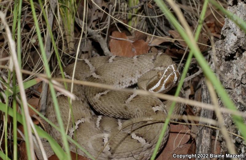 Arizona Ridge-nosed Rattlesnake (Crotalus willardi willardi)