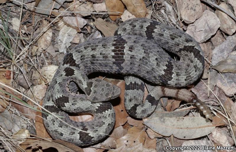 Banded Rock Rattlesnake (Crotalus lepidus klauberi)