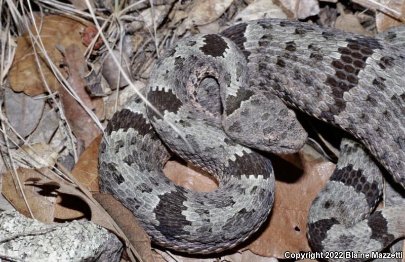 Banded Rock Rattlesnake (Crotalus lepidus klauberi)