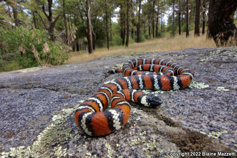 San Diego Mountain Kingsnake (Lampropeltis zonata pulchra)