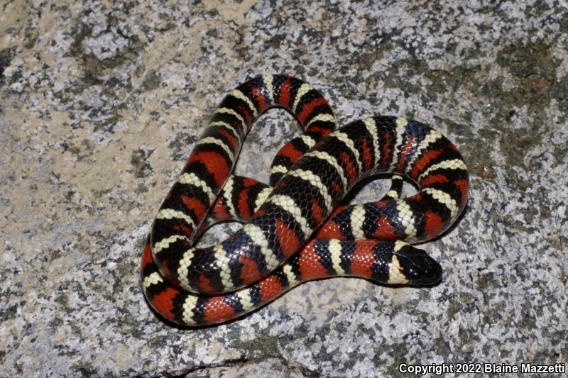 San Diego Mountain Kingsnake (Lampropeltis zonata pulchra)