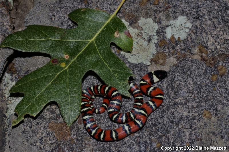 San Diego Mountain Kingsnake (Lampropeltis zonata pulchra)