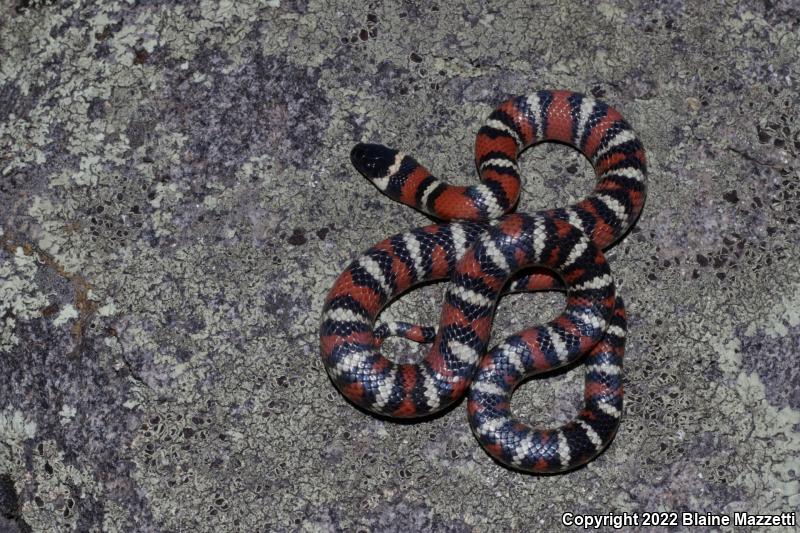 San Diego Mountain Kingsnake (Lampropeltis zonata pulchra)