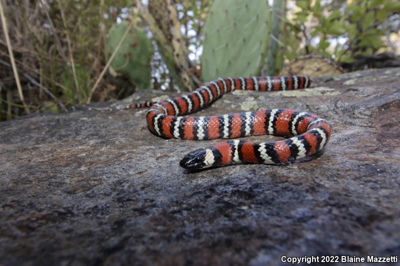 San Diego Mountain Kingsnake (Lampropeltis zonata pulchra)