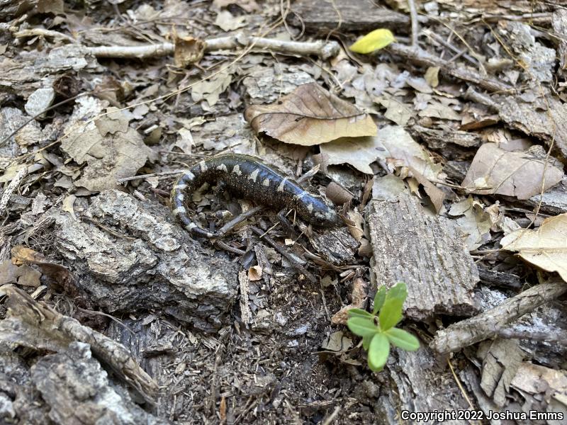 Marbled Salamander (Ambystoma opacum)