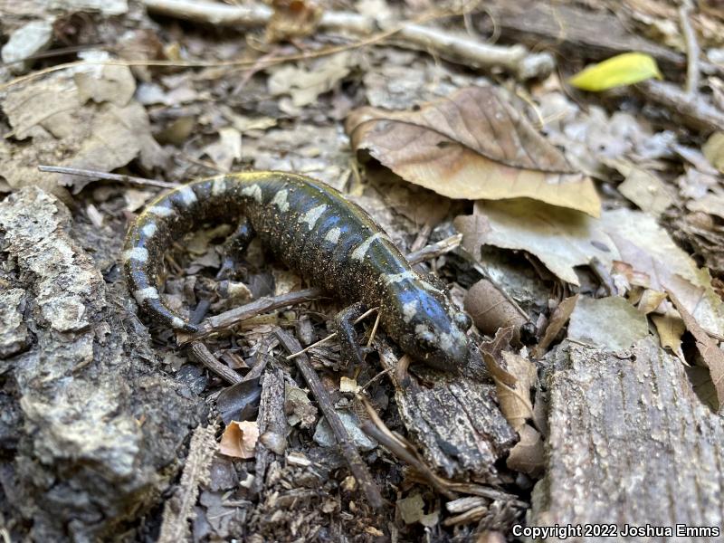 Marbled Salamander (Ambystoma opacum)