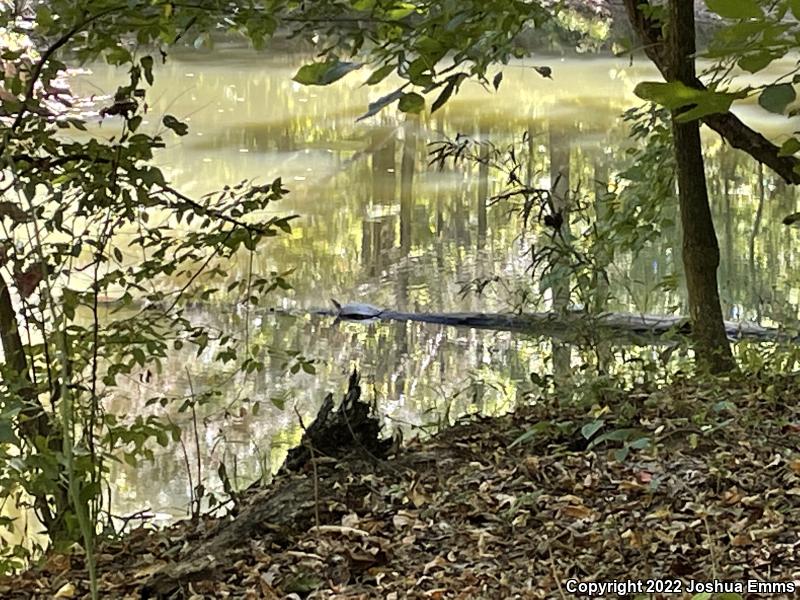 Eastern Spiny Softshell (Apalone spinifera spinifera)