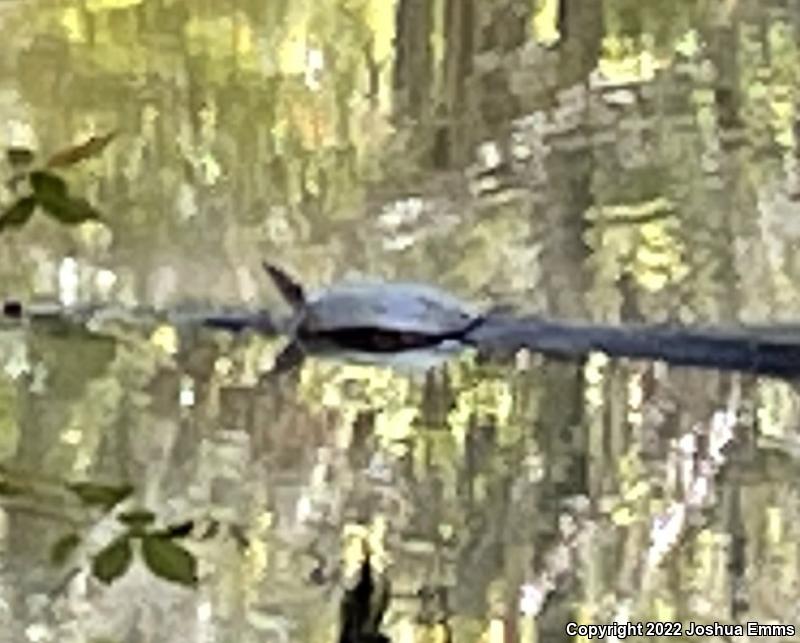 Eastern Spiny Softshell (Apalone spinifera spinifera)