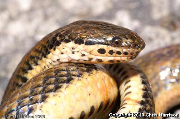 Five-striped Snake (Coniophanes quinquevittatus)