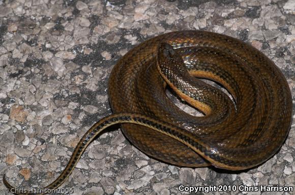 Five-striped Snake (Coniophanes quinquevittatus)