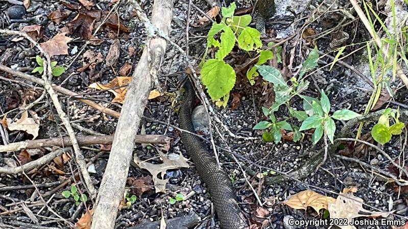 Western Cottonmouth (Agkistrodon piscivorus leucostoma)