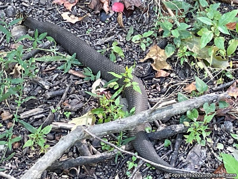 Western Cottonmouth (Agkistrodon piscivorus leucostoma)