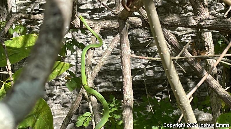 Northern Rough Greensnake (Opheodrys aestivus aestivus)