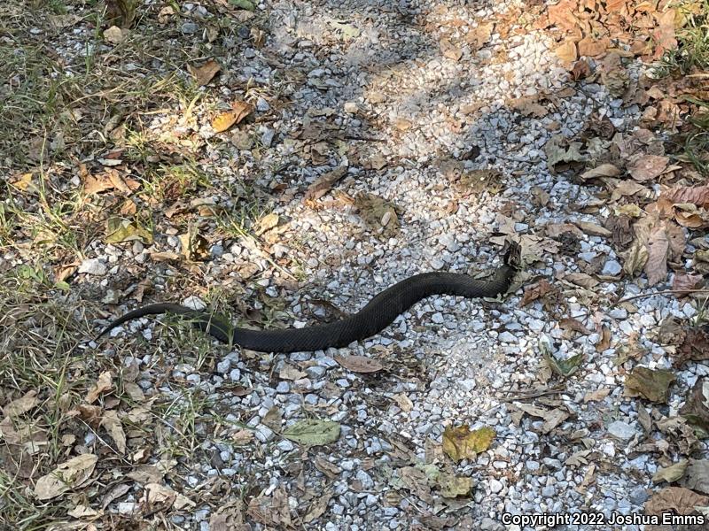 Western Cottonmouth (Agkistrodon piscivorus leucostoma)